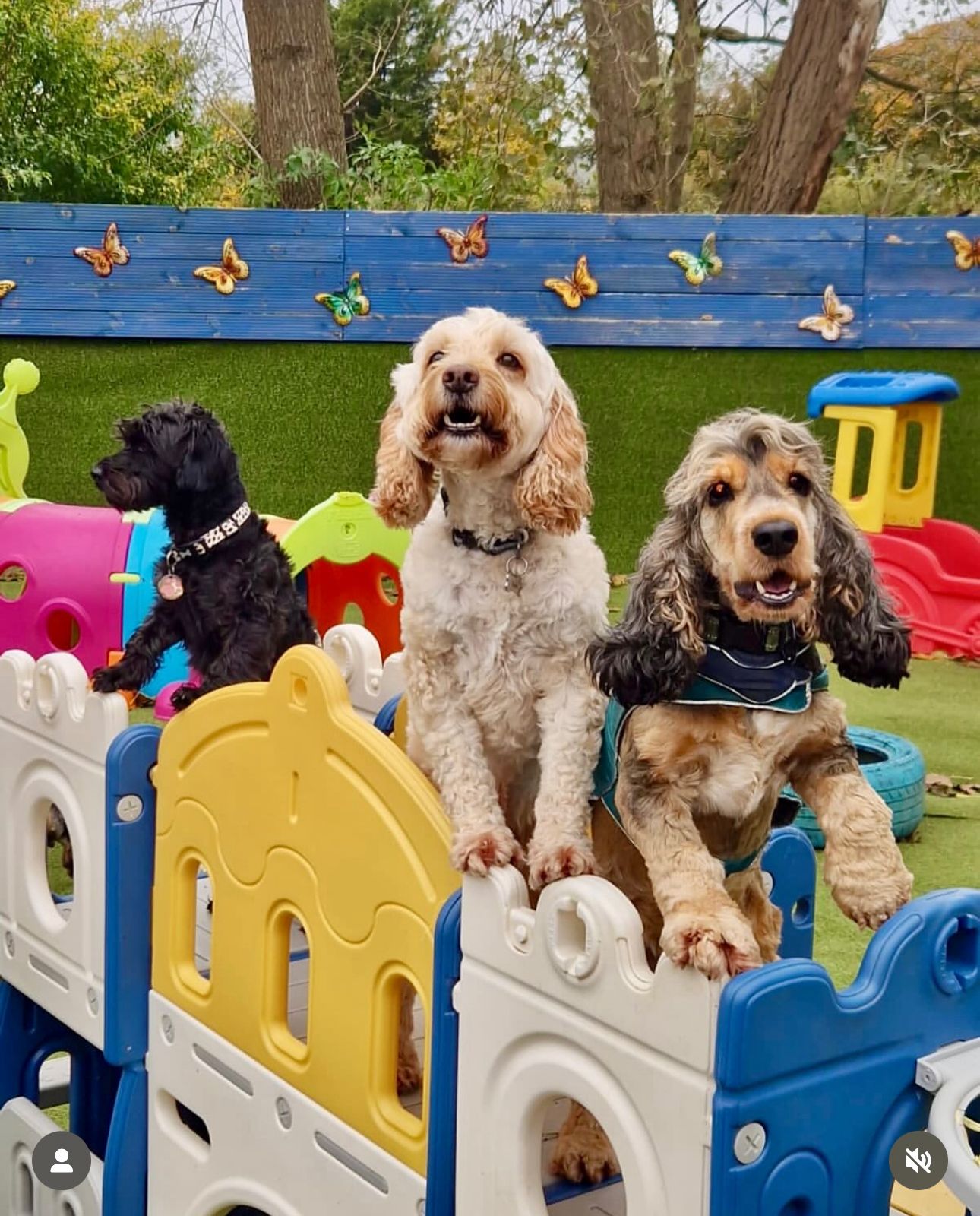 Happy dogs playing at daycare