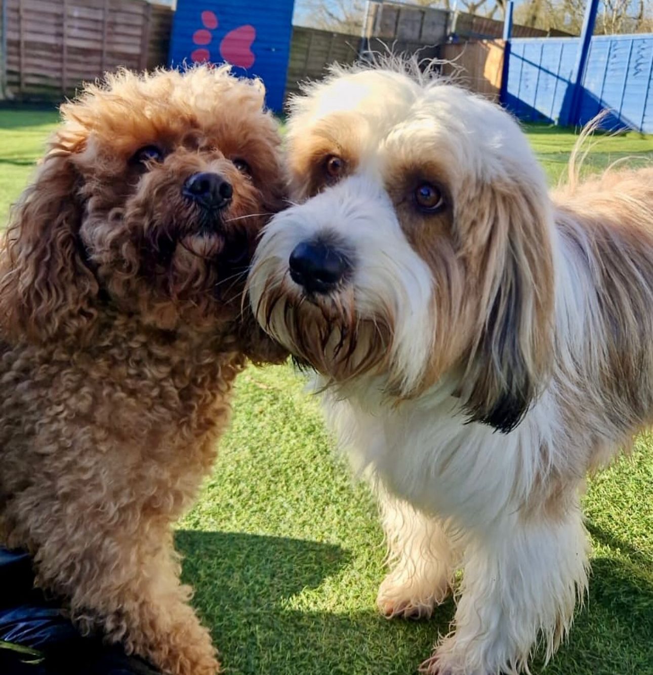 Socialization Groups